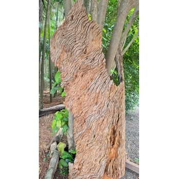 TRONCO RÚSTICO PEÇA EXCLUSIVA DE MADEIRA NATURAL PROVENIENTE DE DEMOLIÇÃO PEROBA ROSA