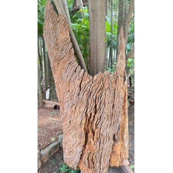TRONCO RÚSTICO PEÇA EXCLUSIVA DE MADEIRA NATURAL PROVENIENTE DE DEMOLIÇÃO PEROBA ROSA